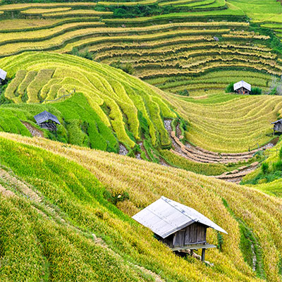 Lào Cai, une des régions du thé au Vietnam