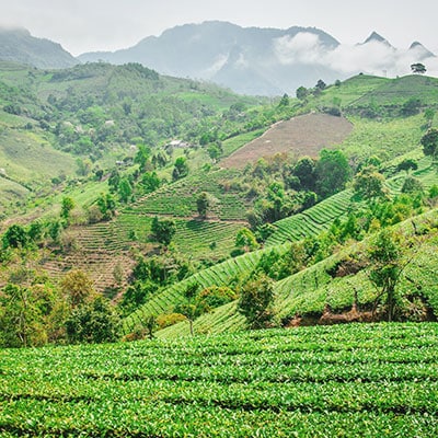 Thé vietnamien d'origine Sơn La