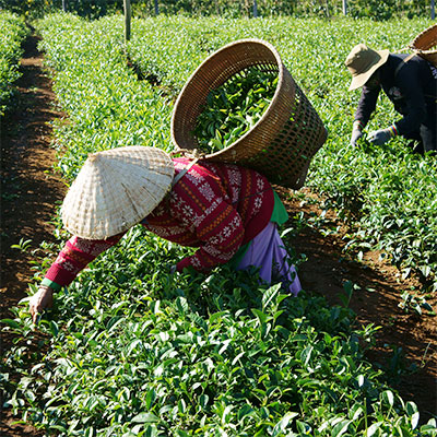 Thé vietnamien d'origine Thái Nguyên