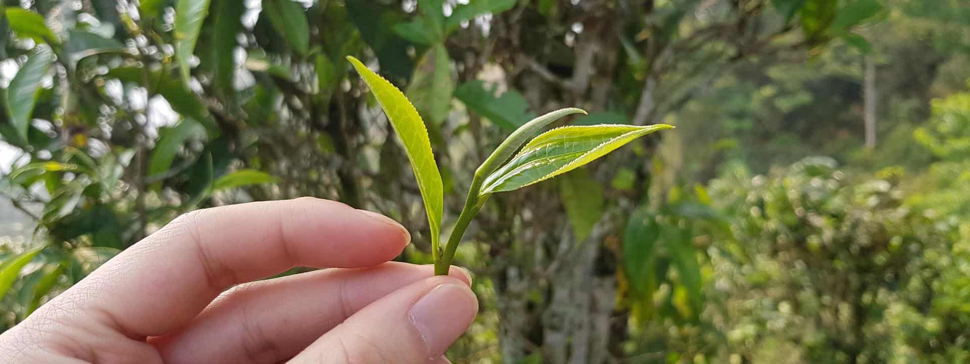 Découvrez nos nouveaux thés de Printemps