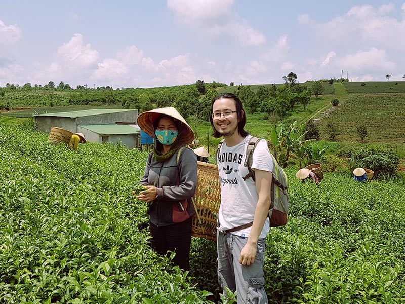 Récolte de thé de printemps du Vietnam