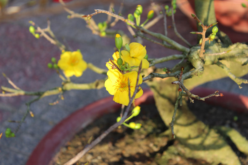 Fleurs d'abricotier jaune hoa mai - Nouvel an vietnamien