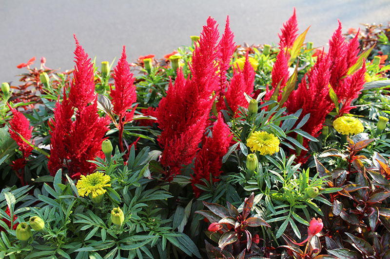 Fleurs du Têt celosie mao ga