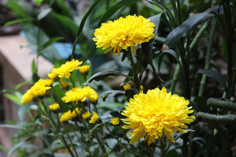 Fleurs du Têt tagetes van tho