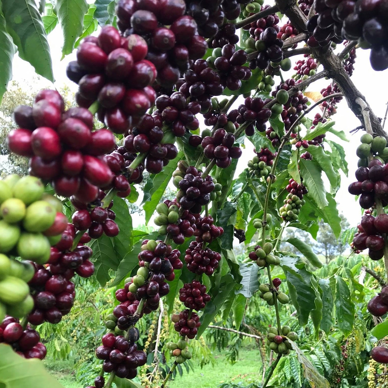 L'histoire du café Robusta vietnamien